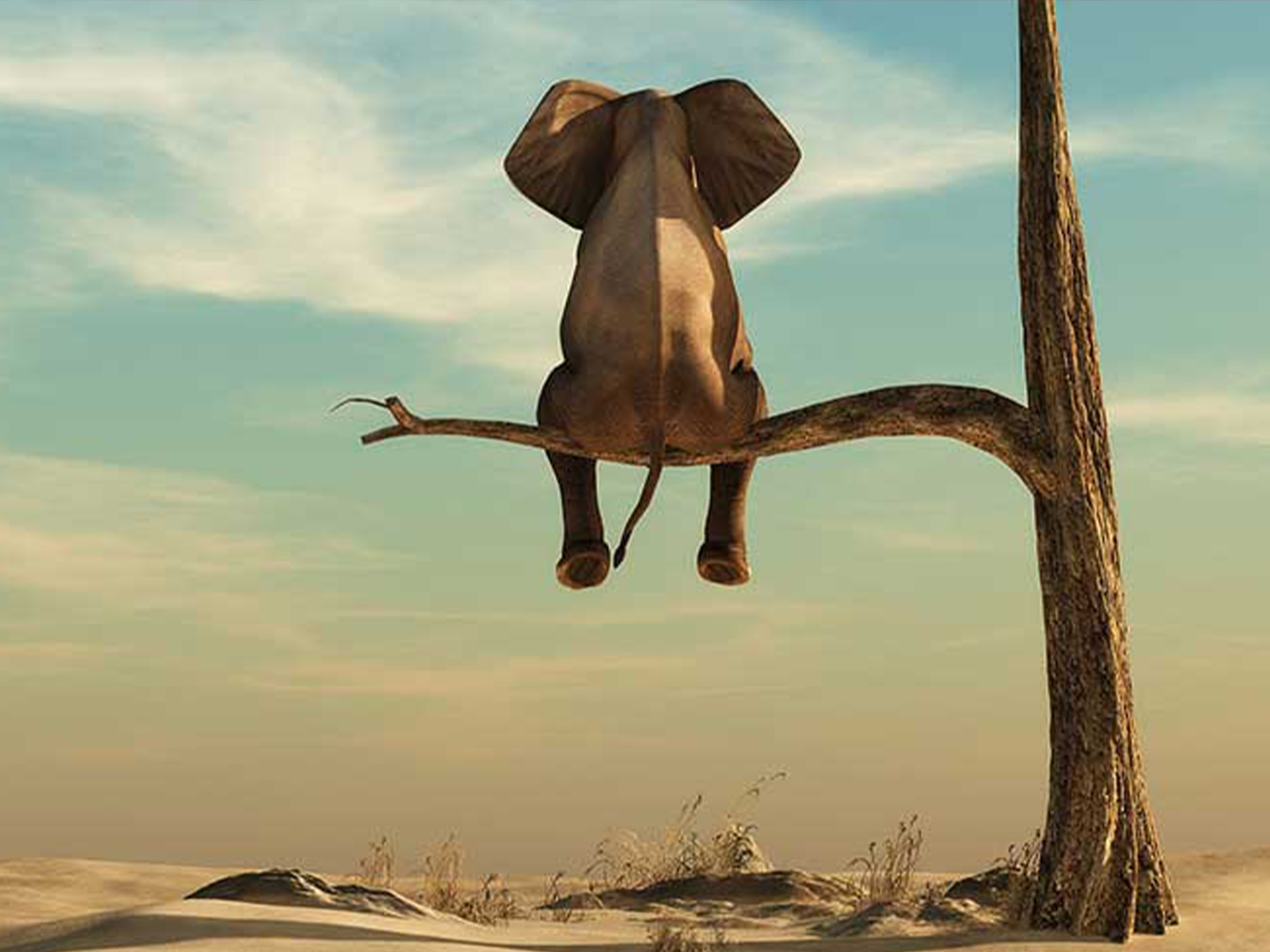 Elefant sitzt auf einem Baum in der Wüste